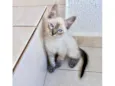 Chibi bb2meses