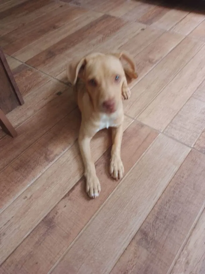 Cachorro ra a SRD-ViraLata idade 2 a 6 meses nome Kiara