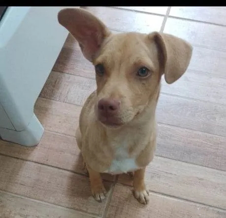 Cachorro ra a SRD-ViraLata idade 2 a 6 meses nome Kiara