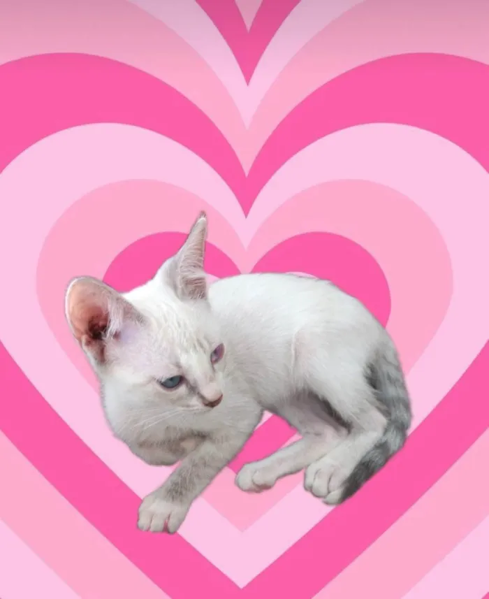 Gato ra a SRD-ViraLata idade 2 a 6 meses nome Suki bb2meses linda 