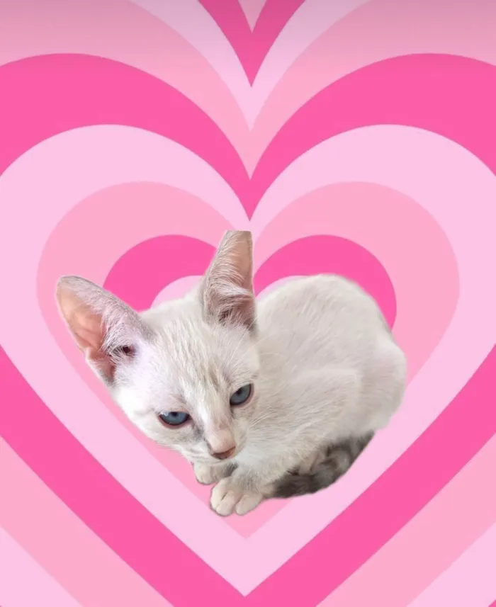 Gato ra a SRD-ViraLata idade 2 a 6 meses nome Suki bb2meses linda 