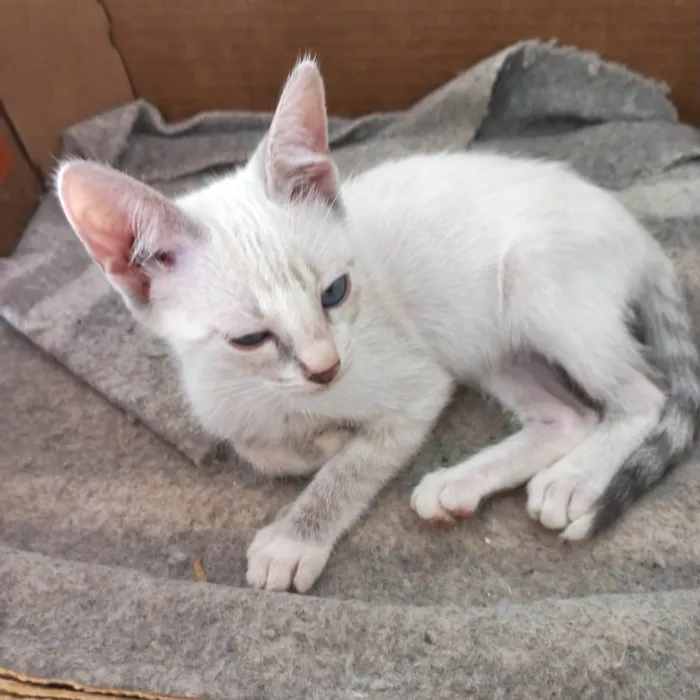 Gato ra a SRD-ViraLata idade 2 a 6 meses nome Suki bb2meses linda 