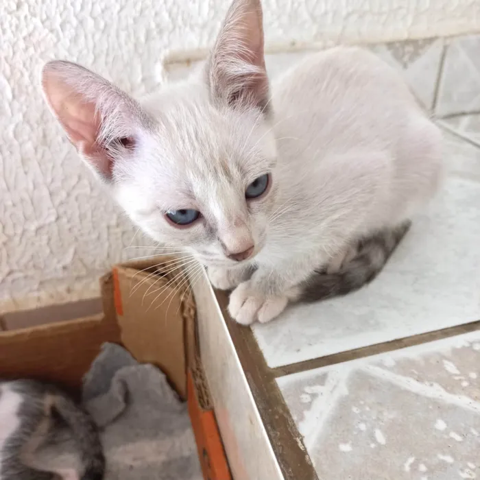 Gato ra a SRD-ViraLata idade 2 a 6 meses nome Suki bb2meses linda 