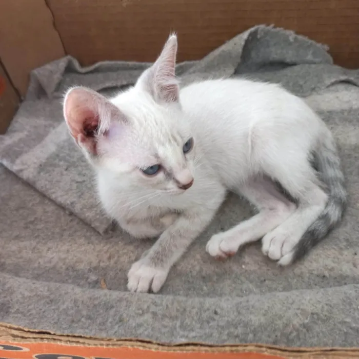 Gato ra a SRD-ViraLata idade 2 a 6 meses nome Suki bb2meses linda 