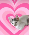 Sakê bb2meses