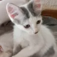 Sakê bb2meses