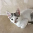 Sakê bb2meses