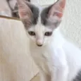 Sakê bb2meses