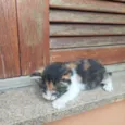 Raissa