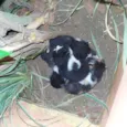Tina