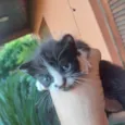 Tina