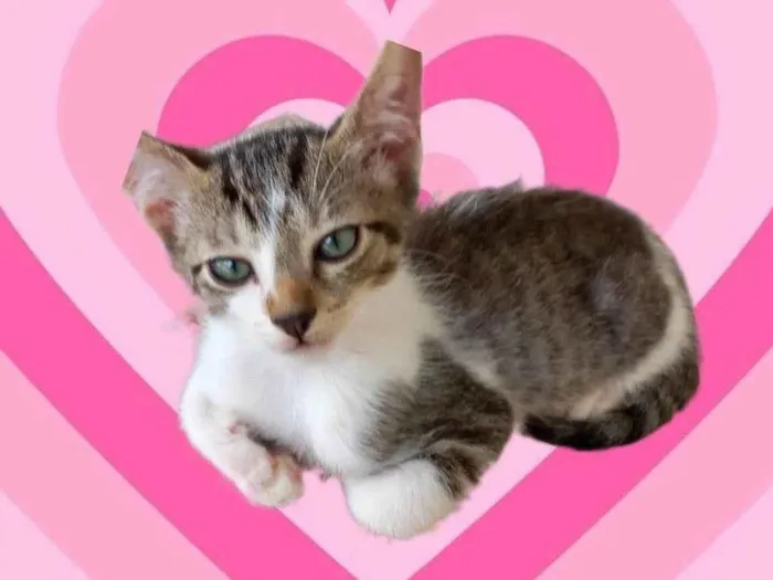 Gato ra a SRD-ViraLata idade 2 a 6 meses nome Nori bb2meses 