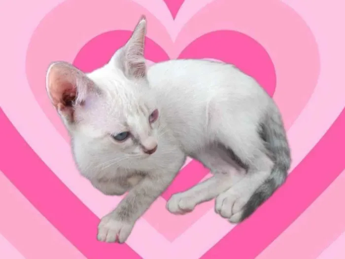 Gato ra a SRD-ViraLata idade 2 a 6 meses nome Suki bb2meses linda 