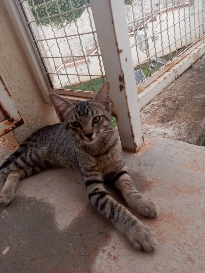 Gato ra a SRD-ViraLata idade 2 a 6 meses nome não possuem nome