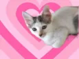 Sakê bb2meses