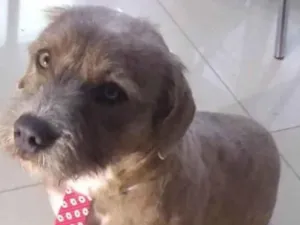 Cachorro raça Pitbull com viralata  idade 6 ou mais anos nome Huk Gabriel 