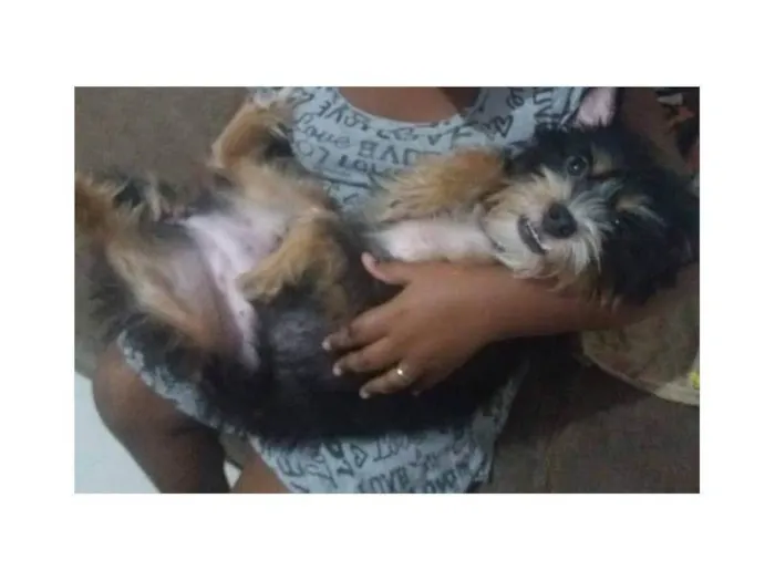 Cachorro ra a SRD-ViraLata idade 3 anos nome Ludimila
