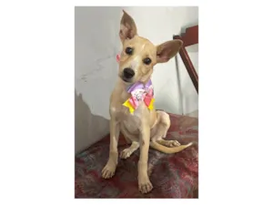 Cachorro raça SRD-ViraLata idade 2 a 6 meses nome Clarinha