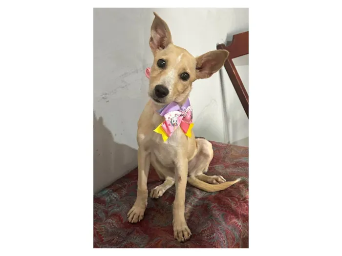 Cachorro ra a SRD-ViraLata idade 2 a 6 meses nome Clarinha