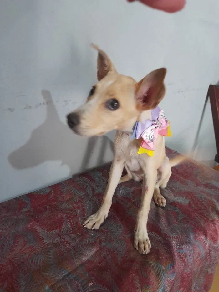 Cachorro ra a SRD-ViraLata idade 2 a 6 meses nome Clarinha