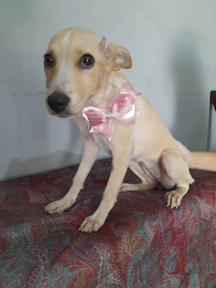 Cachorro ra a SRD-ViraLata idade 2 a 6 meses nome Clarinha