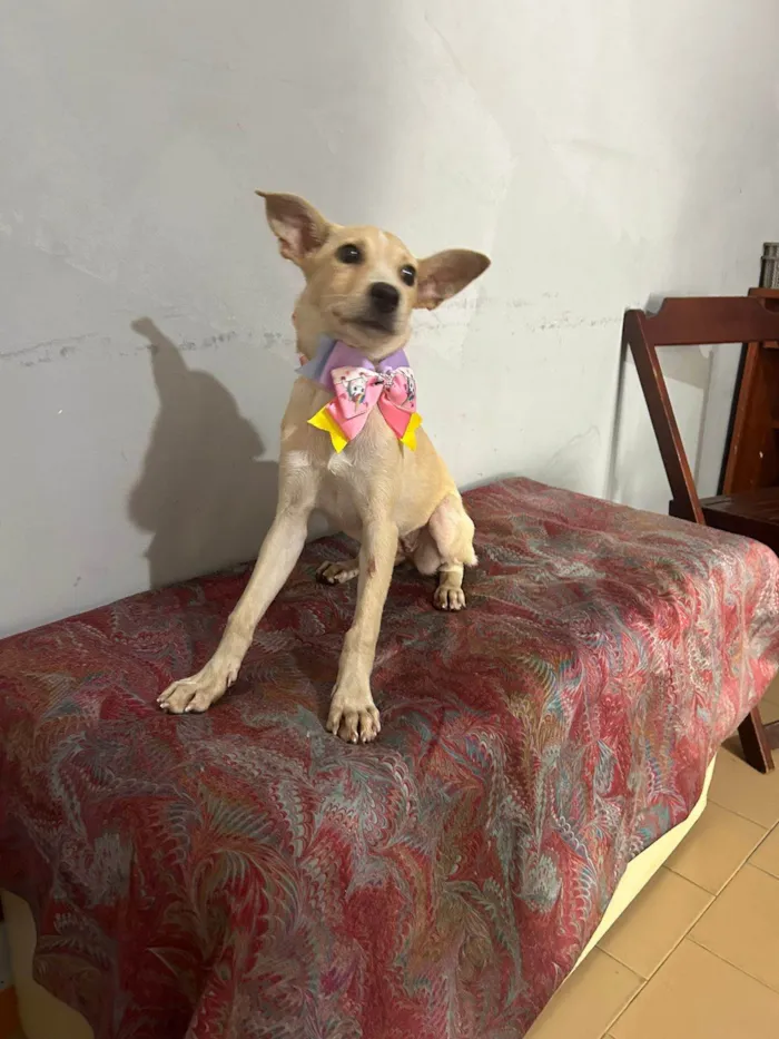 Cachorro ra a SRD-ViraLata idade 2 a 6 meses nome Clarinha