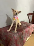 Clarinha