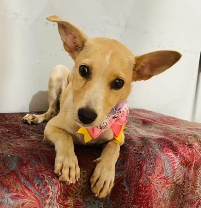 Cachorro ra a SRD-ViraLata idade 2 a 6 meses nome Clarinha