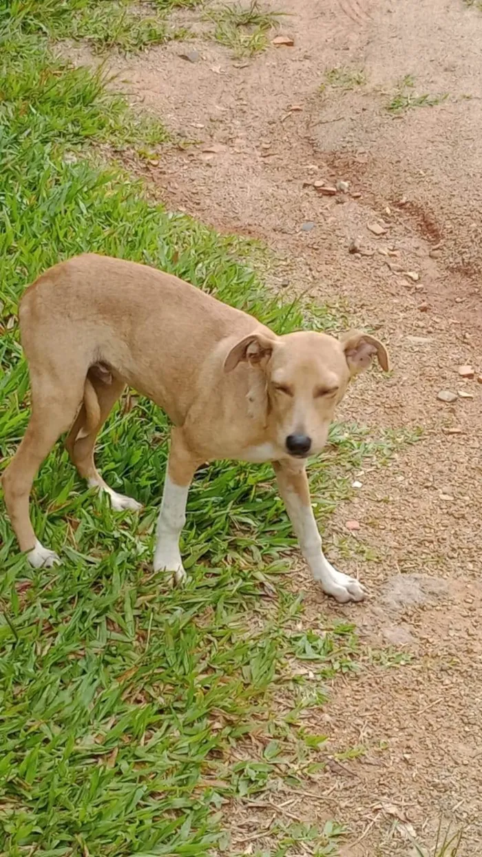 Cachorro ra a SRD-ViraLata idade Abaixo de 2 meses nome Pitoco e Chiquinha