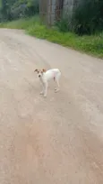 Pitoco e Chiquinha