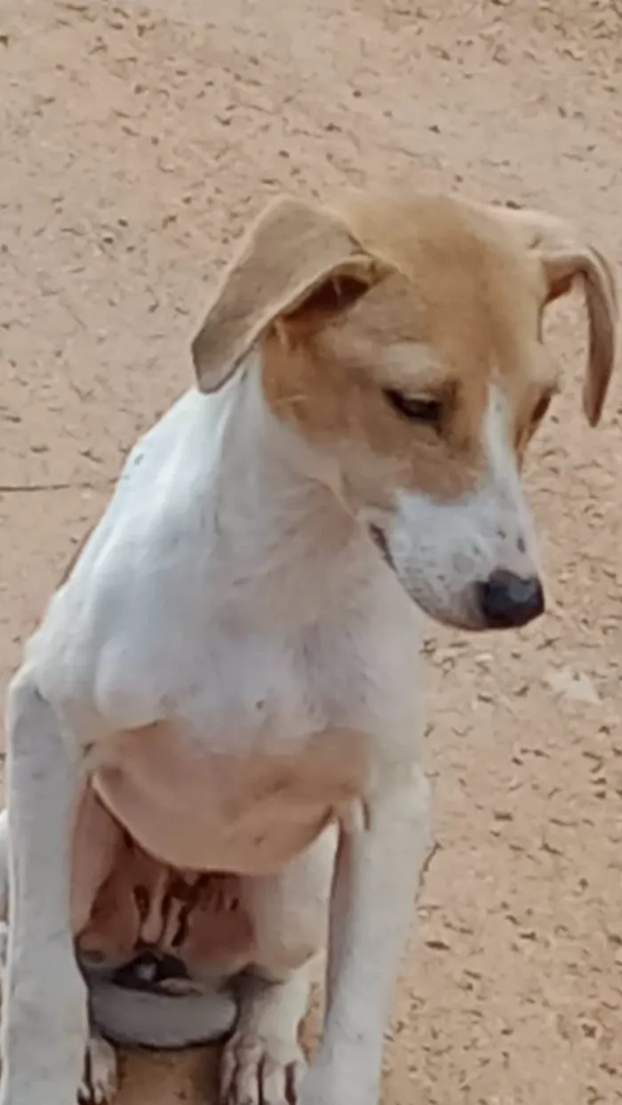 Cachorro ra a SRD-ViraLata idade Abaixo de 2 meses nome Pitoco e Chiquinha