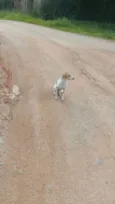 Pitoco e Chiquinha