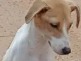 Pitoco e Chiquinha