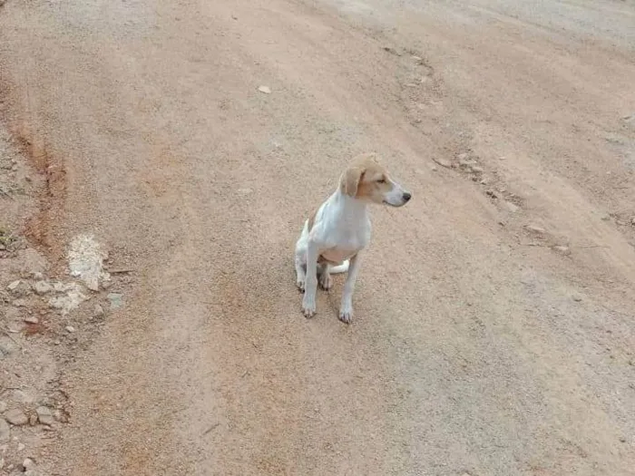 Cachorro ra a SRD-ViraLata idade Abaixo de 2 meses nome Pitoco e Chiquinha