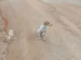 Pitoco e Chiquinha