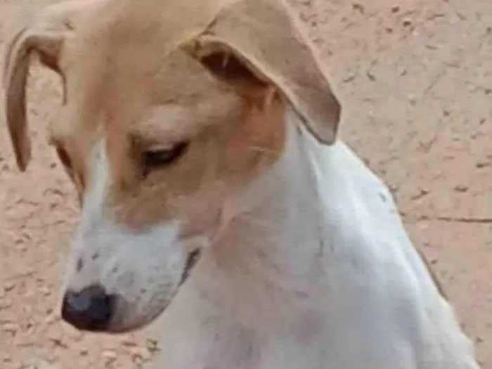 Cachorro ra a SRD-ViraLata idade Abaixo de 2 meses nome Pitoco e Chiquinha