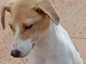 Cachorro raça SRD-ViraLata idade Abaixo de 2 meses nome Pitoco e Chiquinha
