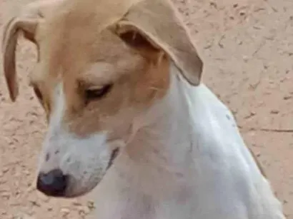 Cachorro raça SRD-ViraLata idade Abaixo de 2 meses nome Pitoco e Chiquinha