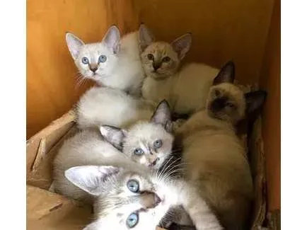 Gato ra a  idade 2 a 6 meses nome 6 filhotes gatos para adoção