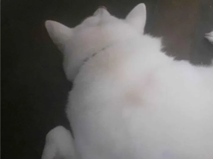 Cachorro ra a Akita  idade 4 anos nome Naomi 