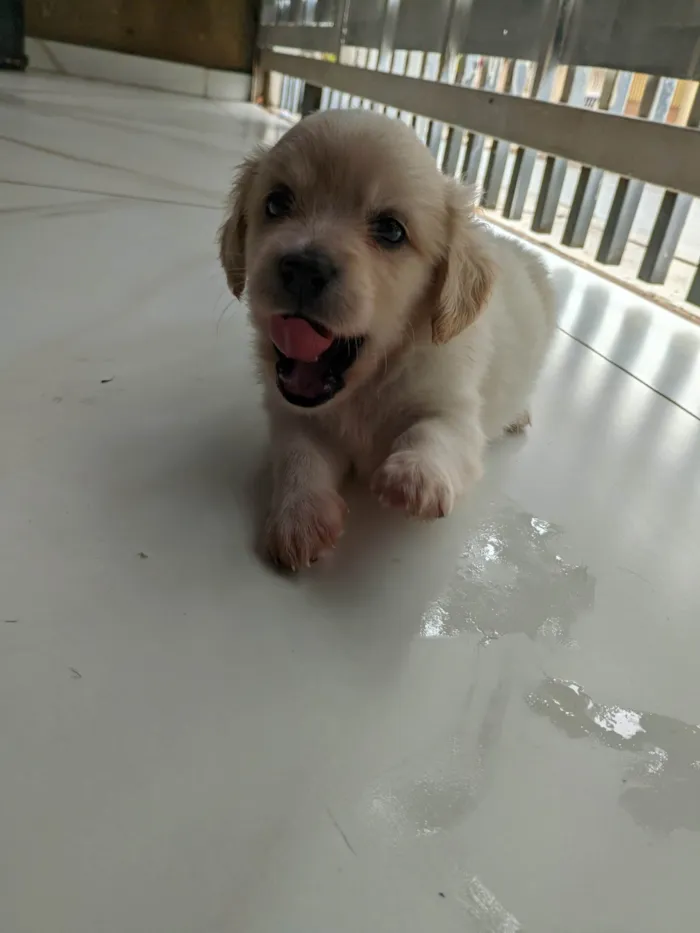Cachorro ra a Mãe: ilhasa pai: desconhecido  idade 2 a 6 meses nome Não possui nome 