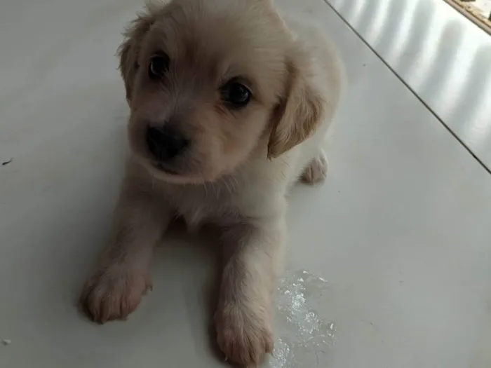 Cachorro ra a Mãe: ilhasa pai: desconhecido  idade 2 a 6 meses nome Não possui nome 