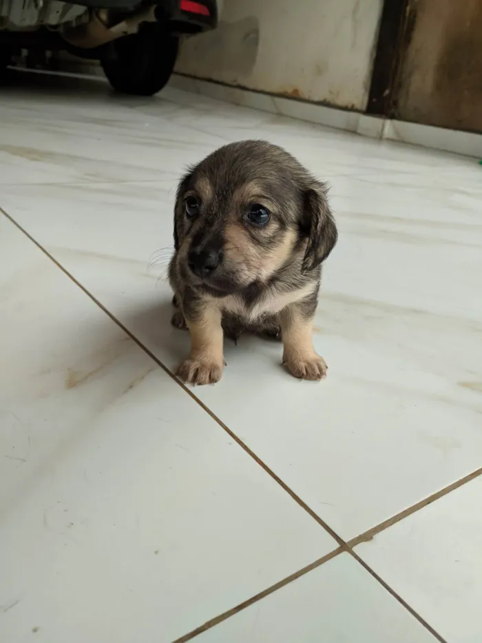 Cachorro ra a Mãe: ilhasa pai: desconhecido  idade 2 a 6 meses nome Não possui nome 