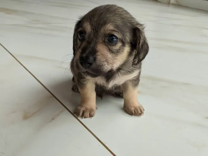 Cachorro ra a Mãe: ilhasa pai: desconhecido  idade 2 a 6 meses nome Não possui nome 