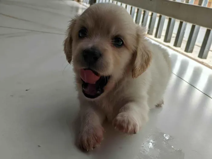 Cachorro ra a Mãe: ilhasa pai: desconhecido  idade 2 a 6 meses nome Não possui nome 
