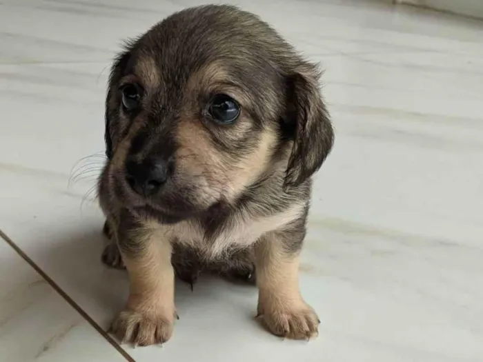 Cachorro ra a Mãe: ilhasa pai: desconhecido  idade 2 a 6 meses nome Não possui nome 