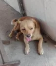Caramelo