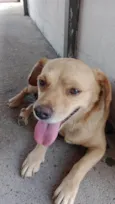 Caramelo