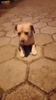 Caramelo