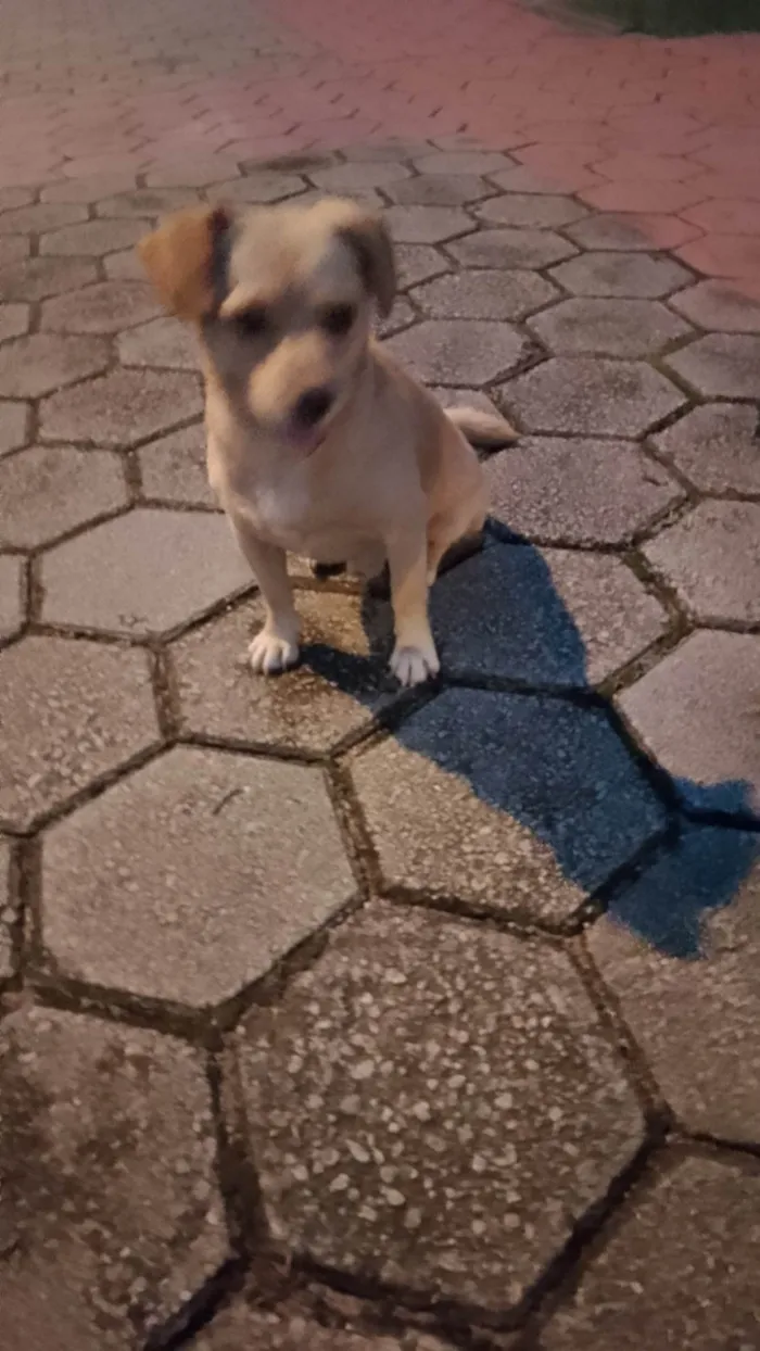 Cachorro ra a Viralata idade  nome Caramelo